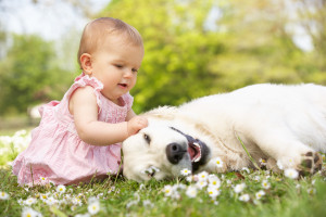 Baby Girl In Summer Dress Sitting In Field Petting Family Dog